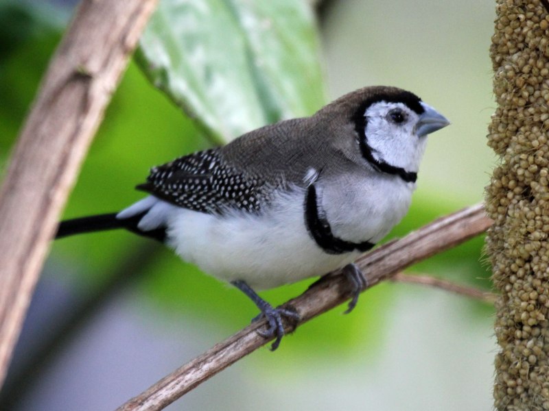 Taeniopygia bichenovii