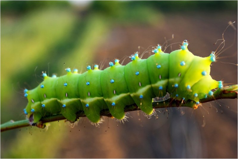 Papilio Troilus гусеница