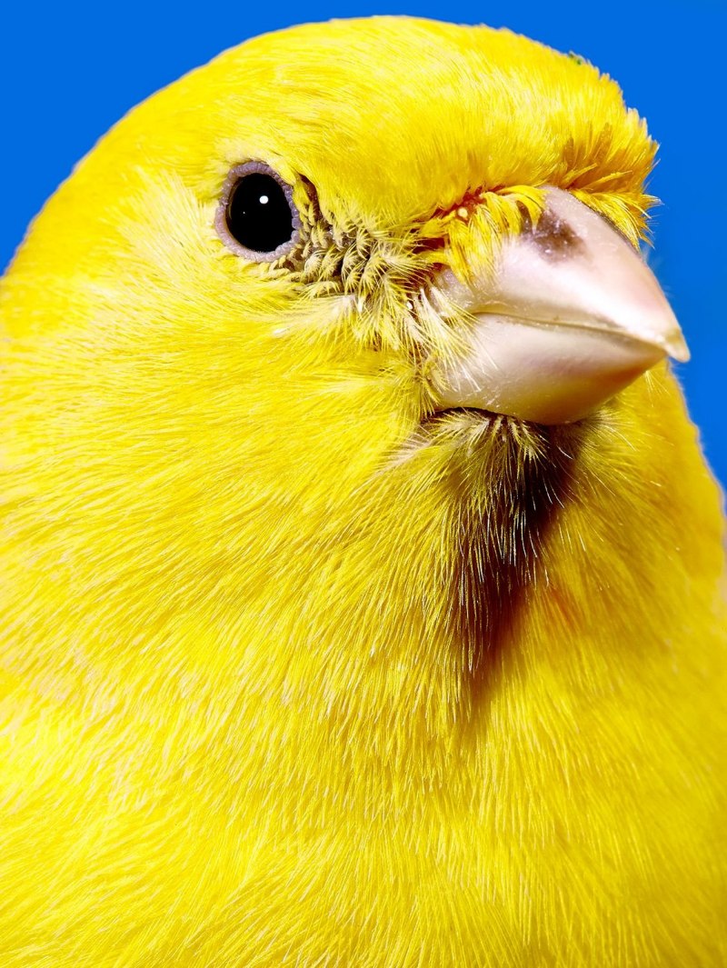 Птичка канарейка