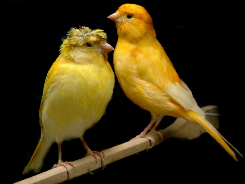 Blue Canary Дина Шор