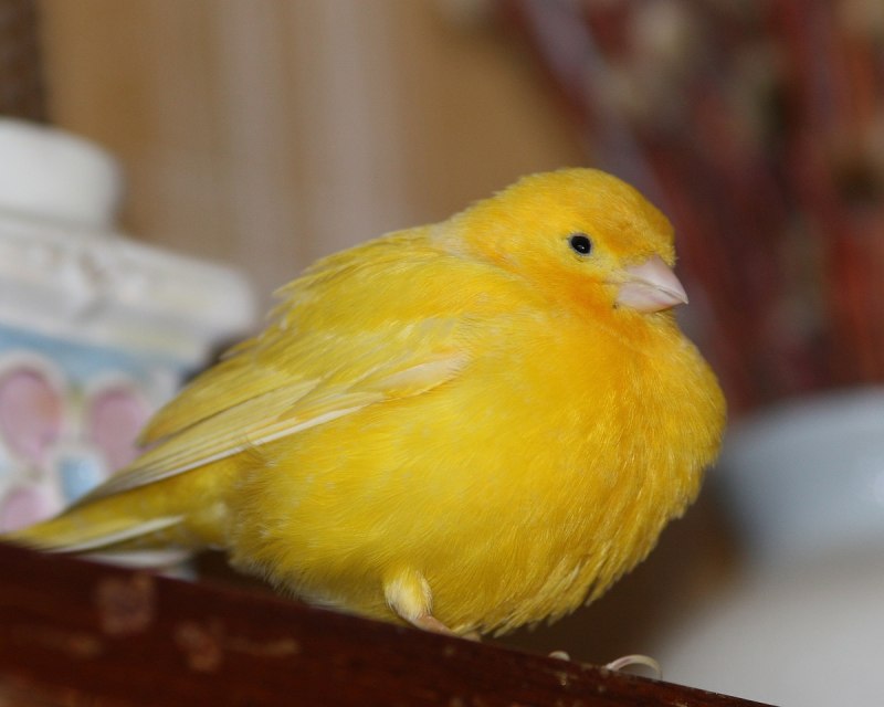 Певчий кенар