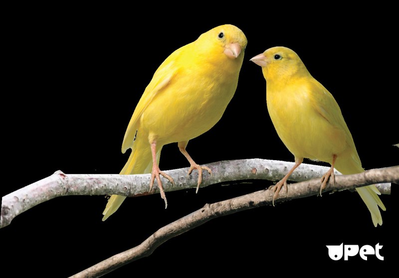 Canary - канарейка