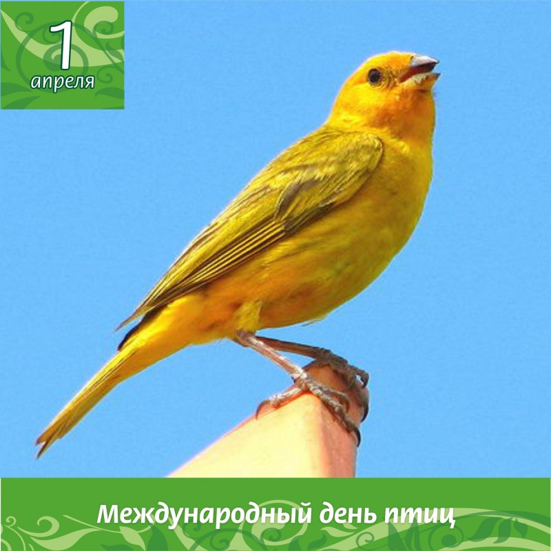 Родина канареек
