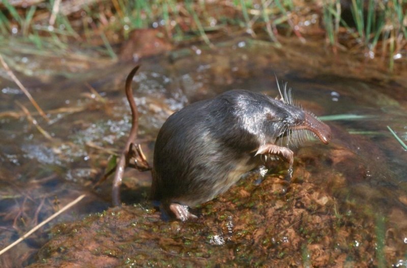 Русская выхухоль Desmana moschata