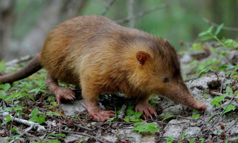 Solenodon cubanus