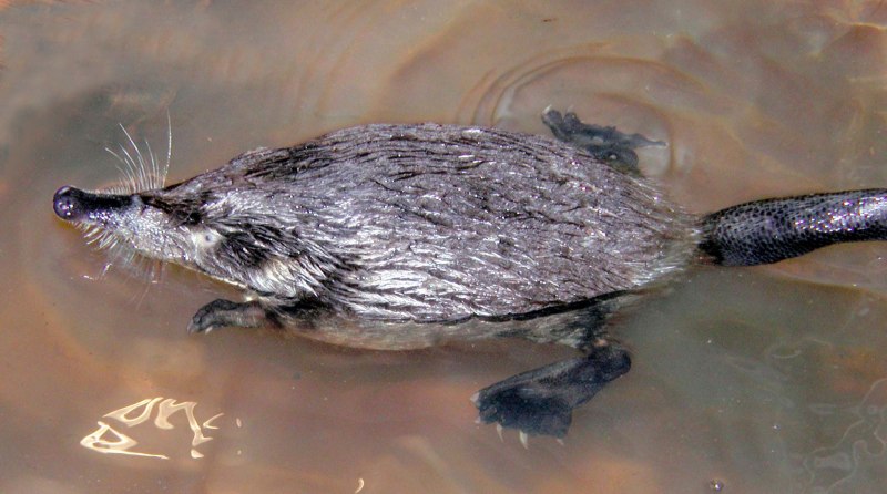 Русская выхухоль Desmana moschata Linnaeus, 1758