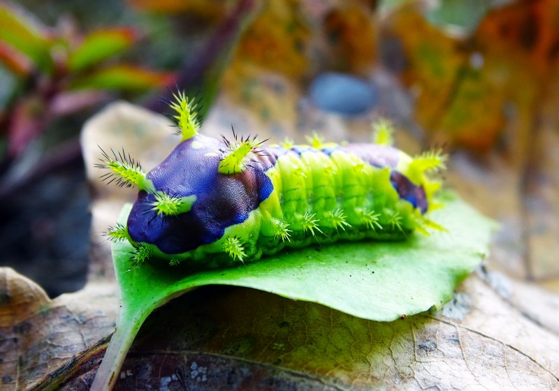 Гусеница Cerura vinula
