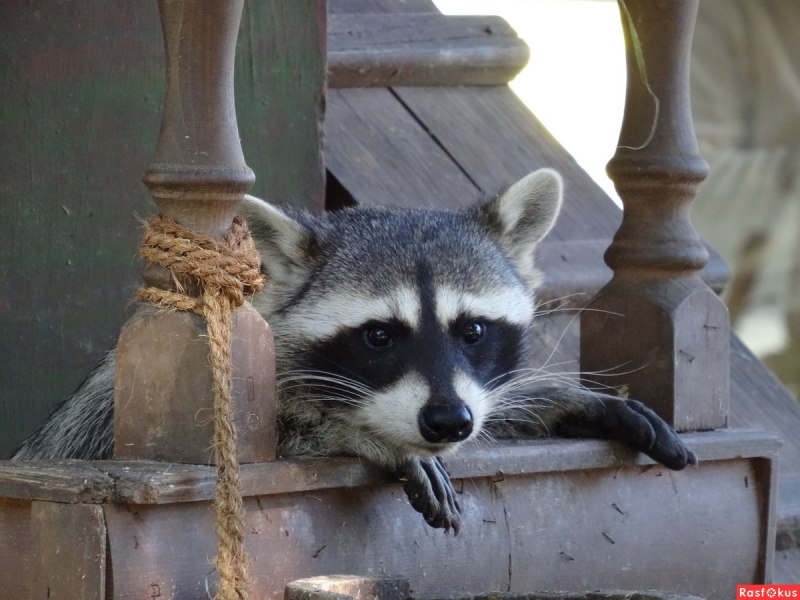Косумельский енот