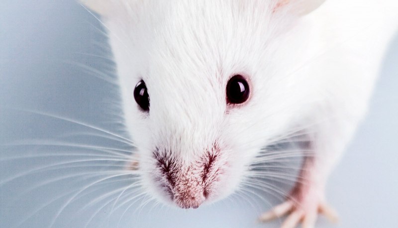 Белая крыса с красными глазами фото