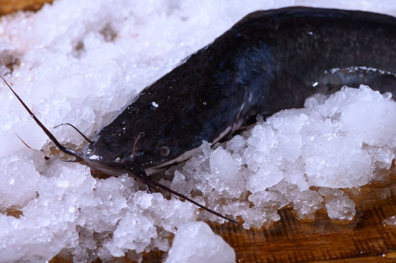 Клариевый сом Clarias gariepinus