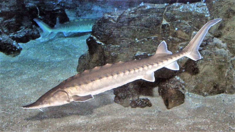 Севрюга (Acipenser stellatus)