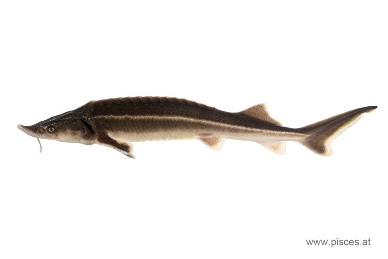 Осетр ( Acipenser transmontanus)
