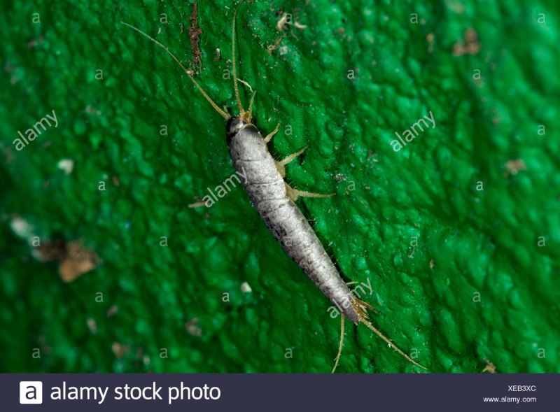 Ctenolepisma longicaudata