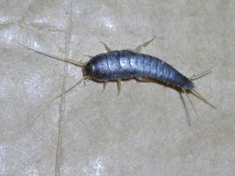Сахарная чешуйница (lepisma saccharina)