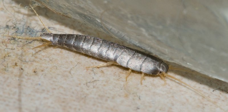 Сахарная чешуйница (lepisma saccharina)