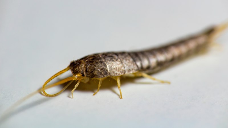 Чешуйница (lepisma saccharina)