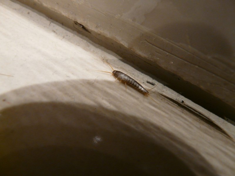 Lepisma saccharina