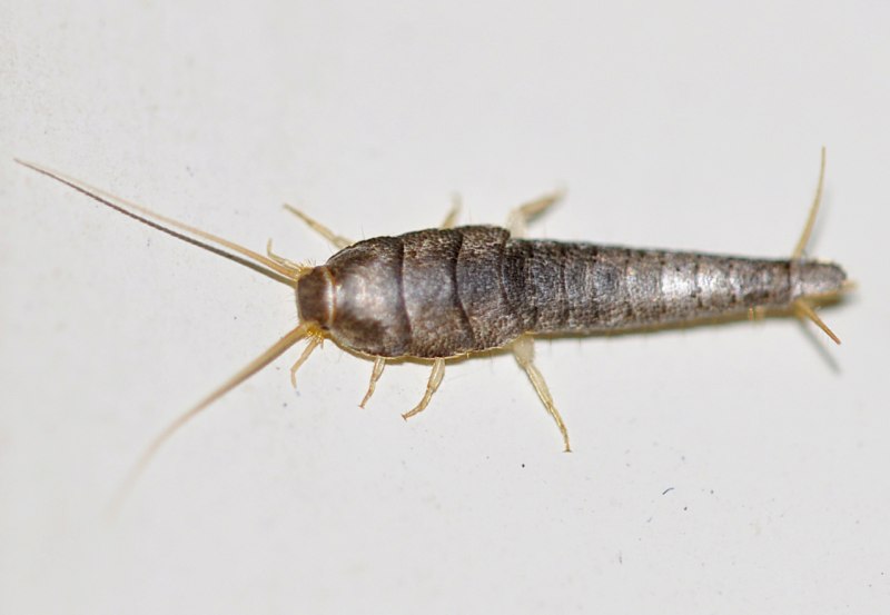 Насекомое lepisma saccharina, Thermobia domestica