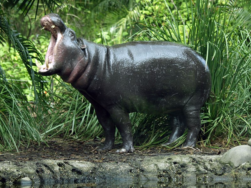 Hexaprotodon liberiensis