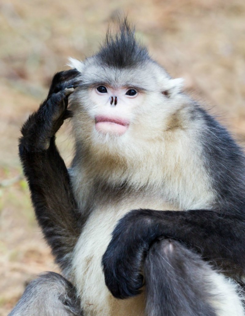 Nomascus gabriellae