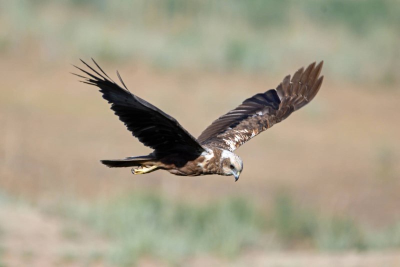 Лунь болотный (Circus aeruginosus)