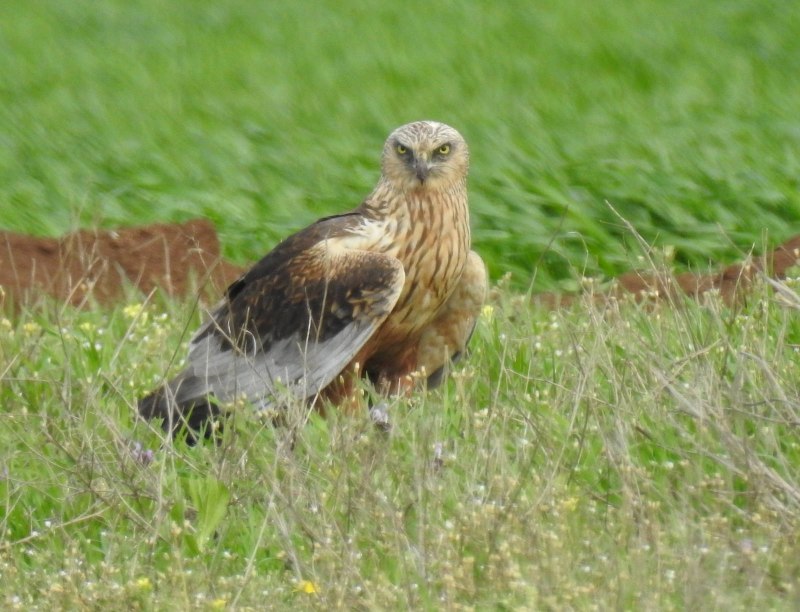 Лунь болотный (Circus aeruginosus)