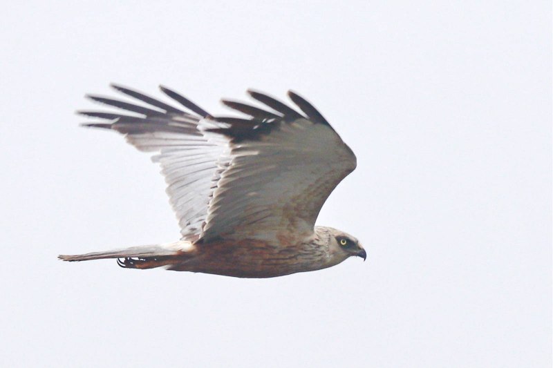 Лунь болотный (Circus aeruginosus)