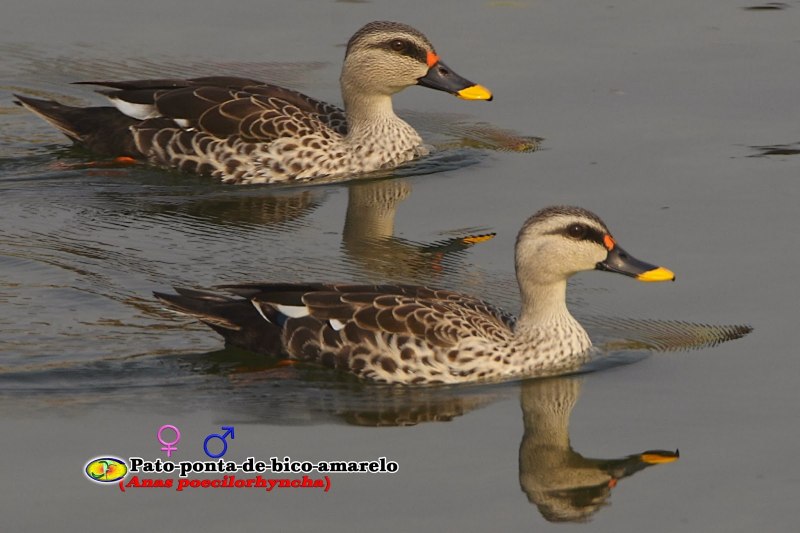 Водоплавающая Пернатая дичь