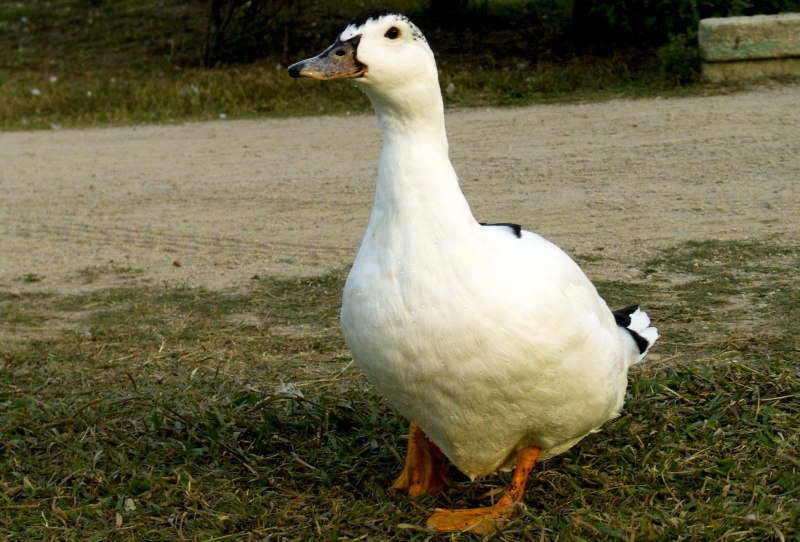Мулат утка Гусь