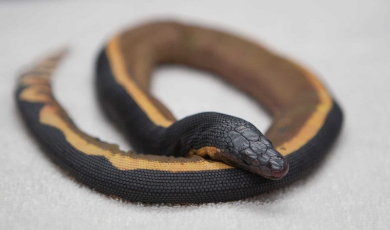 Кустарниковая гадюка (Atheris