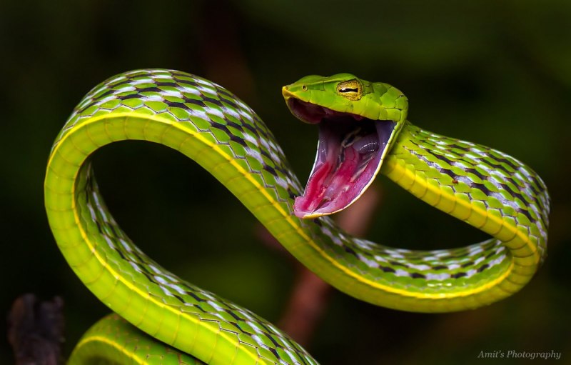 Виноградная змея (56 фото)