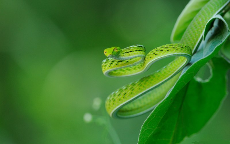 Opheodrys vernalis