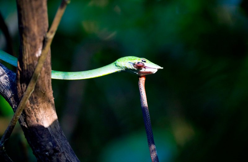 Chironius carinatus