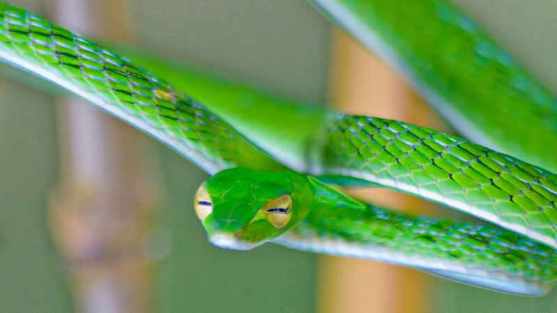 Long Nosed Vine Snake