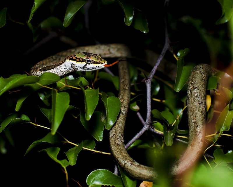 Ahaetulla nasuta