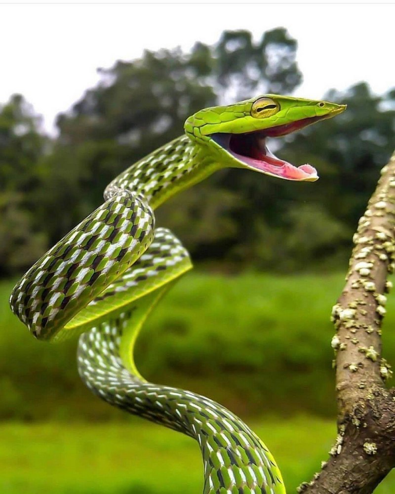 Ahaetulla prasina