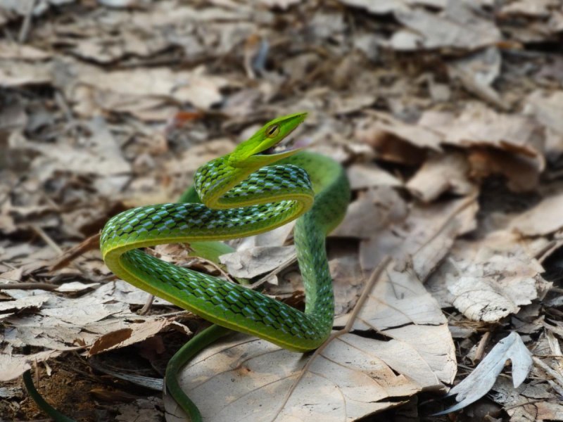 Ahaetulla prasina
