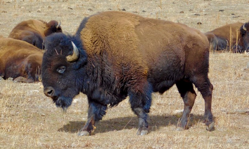 Buffalo Buffalo Buffalo Buffalo Buffalo