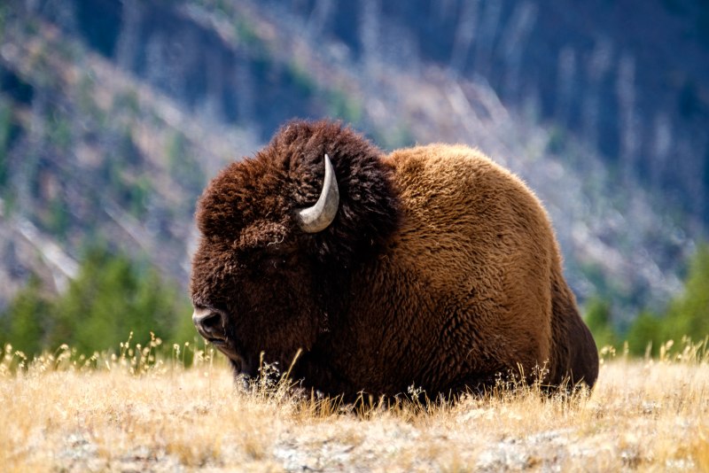 Yellowstone Park бизоны