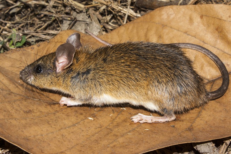 Apodemus uralensis