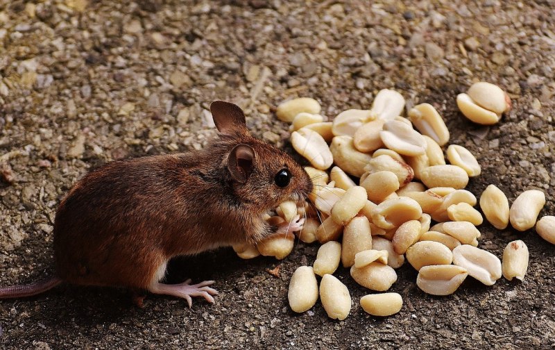 Mus musculus домовая мышь