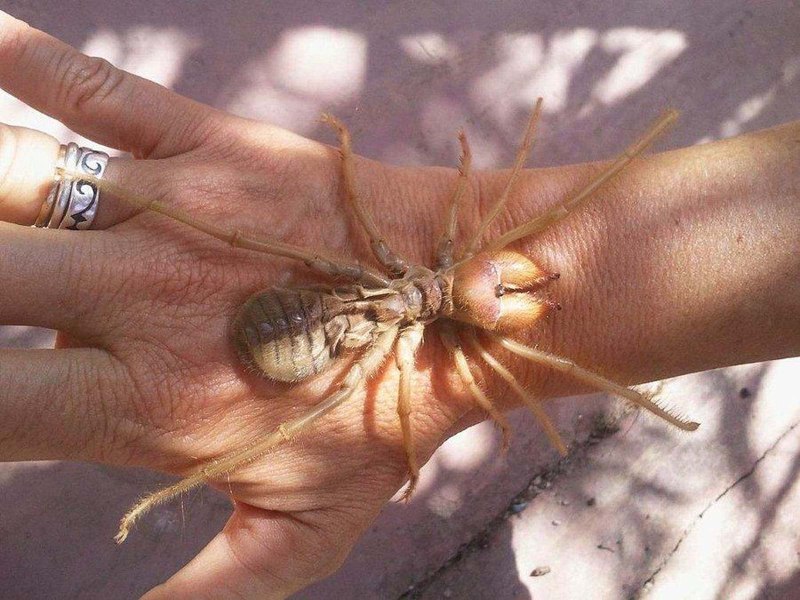 Сольпуга фаланга паук