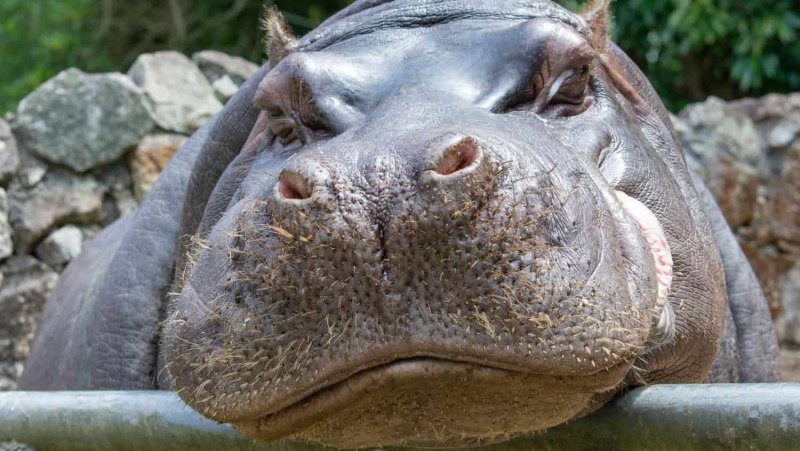 Синий Бегемот