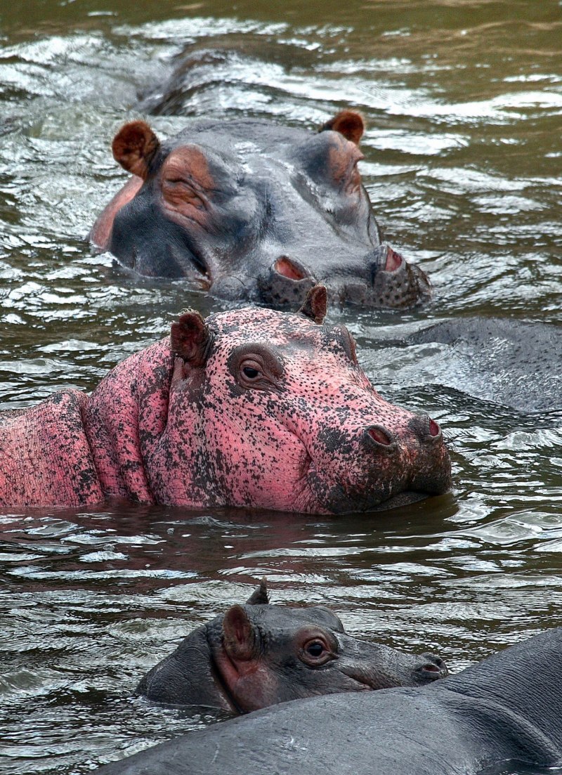 Морда бегемота