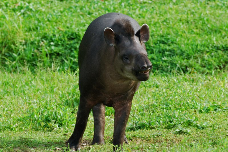 Tapirus terrestris