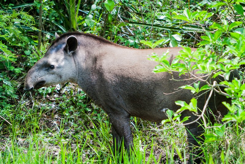 Tapirus terrestris