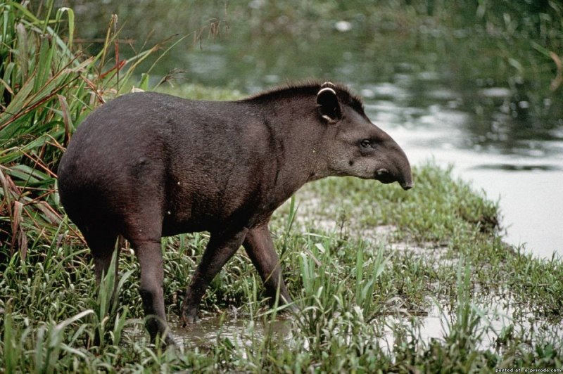 Горный тапир (Tapirus pinchaque)