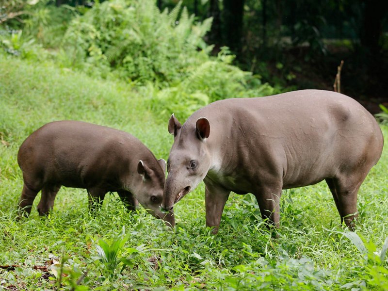 Равнинный тапир (Tapirus terrestris)