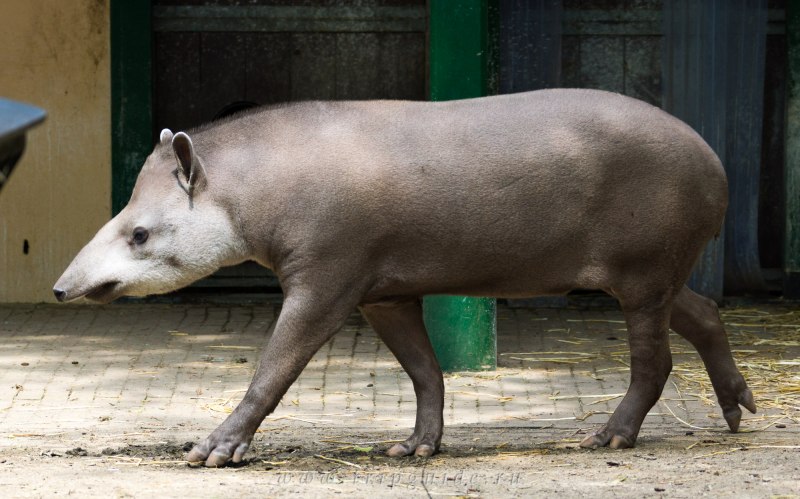 Равнинный тапир (Tapirus terrestris)