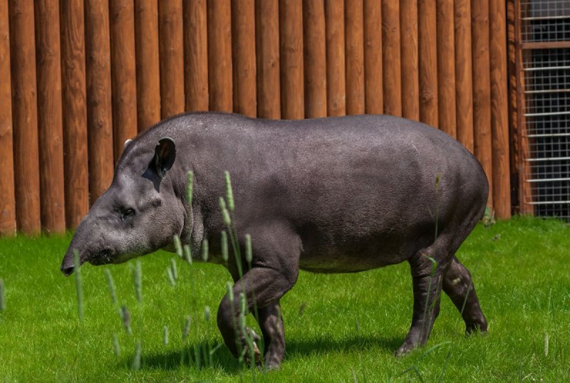 Равнинный тапир (Tapirus terrestris)